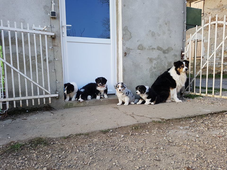 Portée née le 14/11/2018