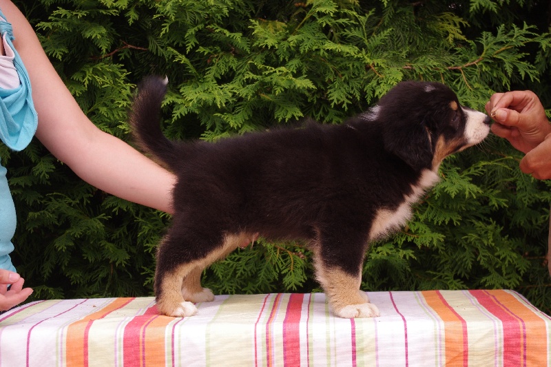 Du Royaume De Genima - Berger Australien - Portée née le 09/06/2012